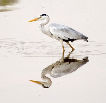 Grey Heron, note the reflection.jpg